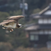 ミサゴ