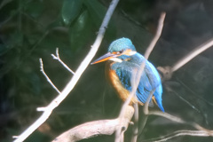 カワセミ