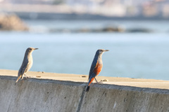 カップル