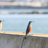 カップル