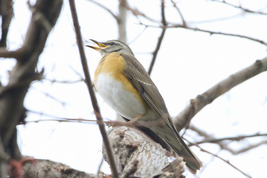 マミチャジナイ