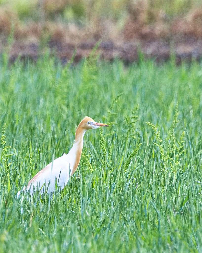 アマサギ