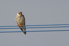 アカアシチョウゲンボウ
