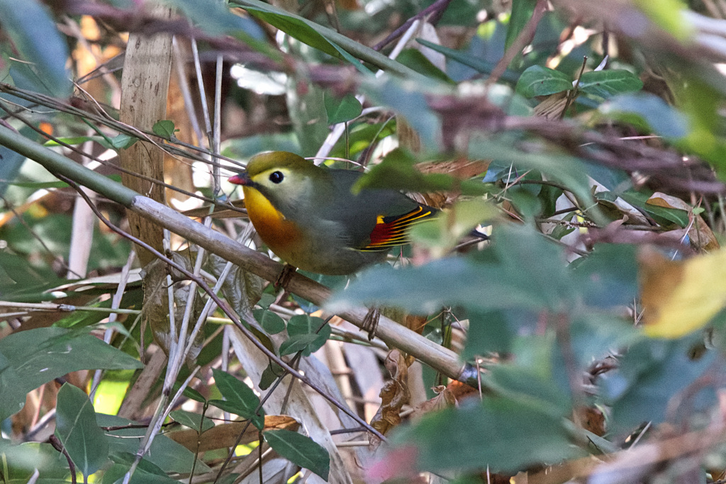 ソウシチョウ