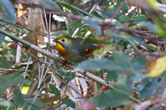 ソウシチョウ