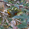 ソウシチョウ
