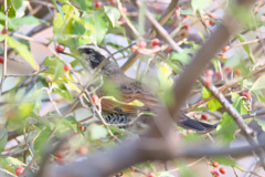 アキグミを食べるツグミ