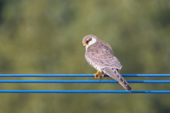 アカアシチョウゲンボウ