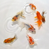 だるま琉金