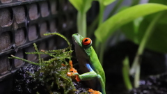 アカメアマガエル