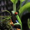 アカメアマガエル