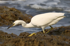 クロサギ白化個体