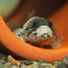 ウツセミカジカ
