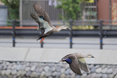 カルガモ