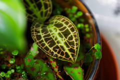 ジュエルオーキッド