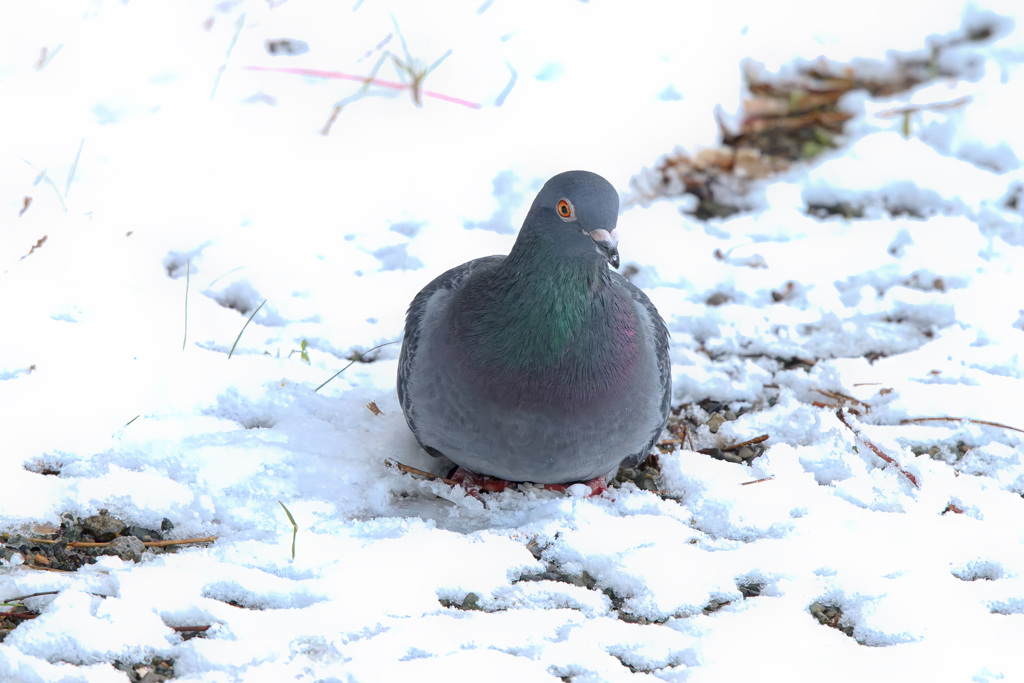 カワラバト