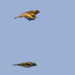 カワラヒワとアトリ