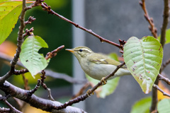 メボソムシクイ？オオムシクイ？