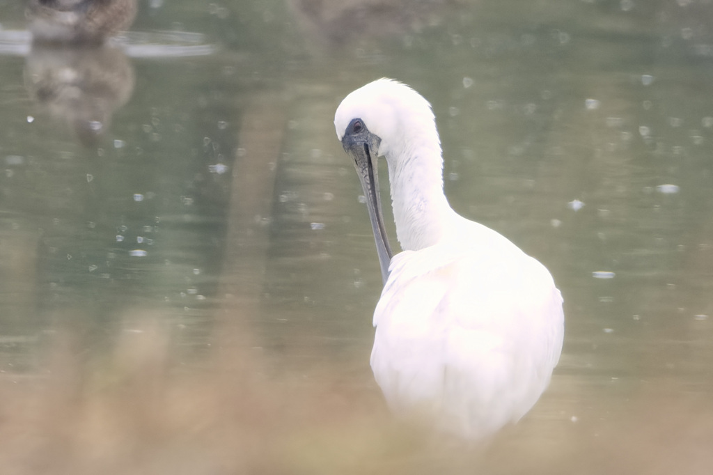クロツラヘラサギ