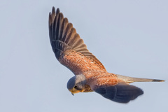 チョウゲンボウ