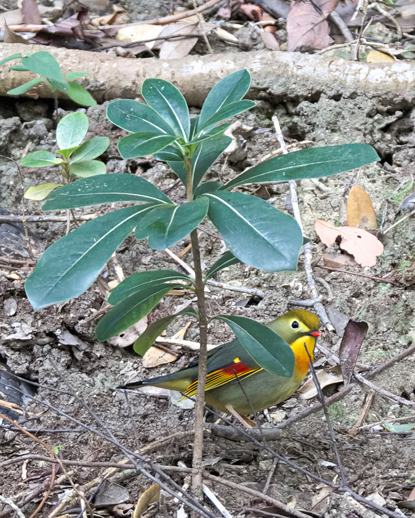 ソウシチョウ