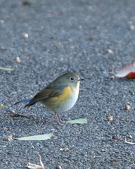 ルリビタキ