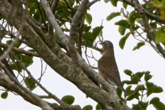 マミチャジナイ