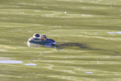ウシガエル