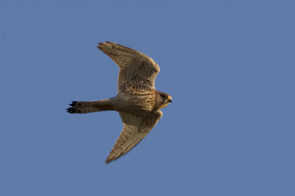 チョウゲンボウ