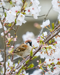 スズメ