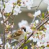 スズメ