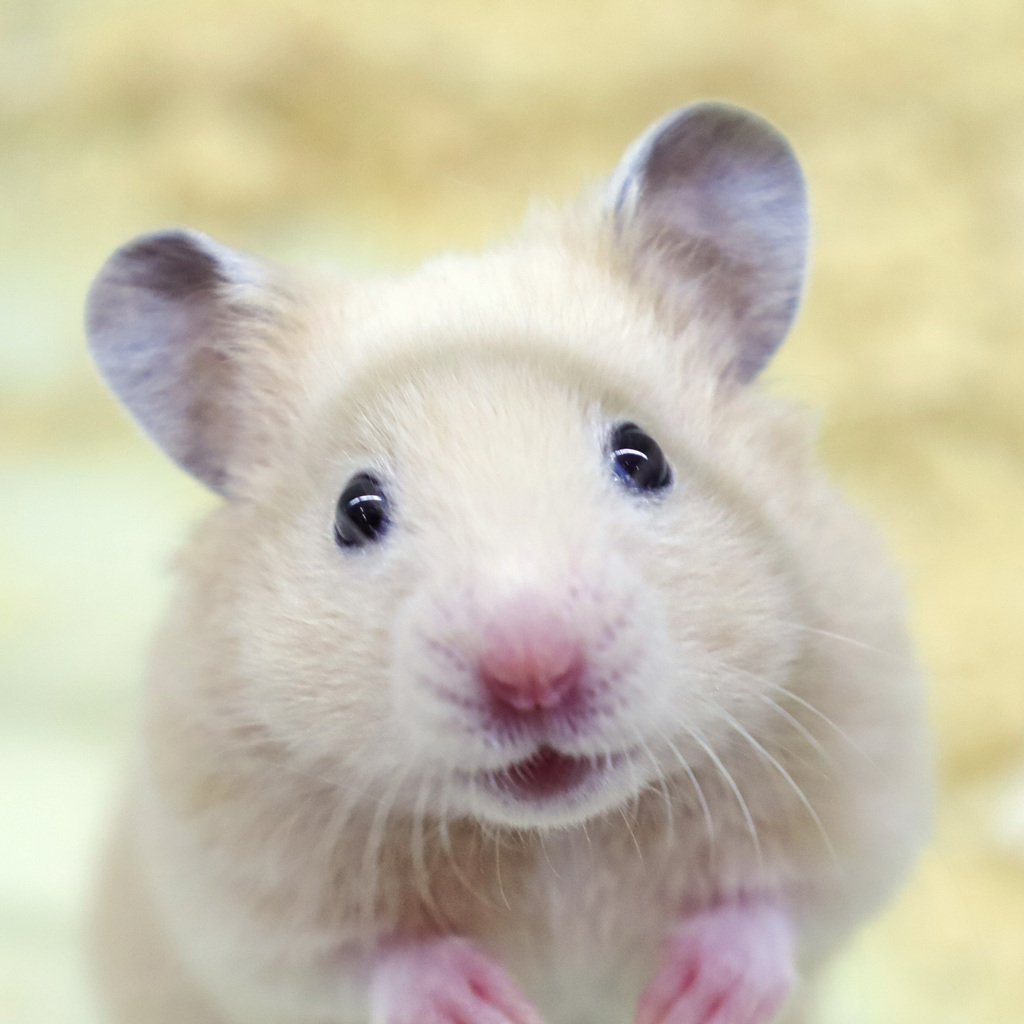 キンクマハムスター