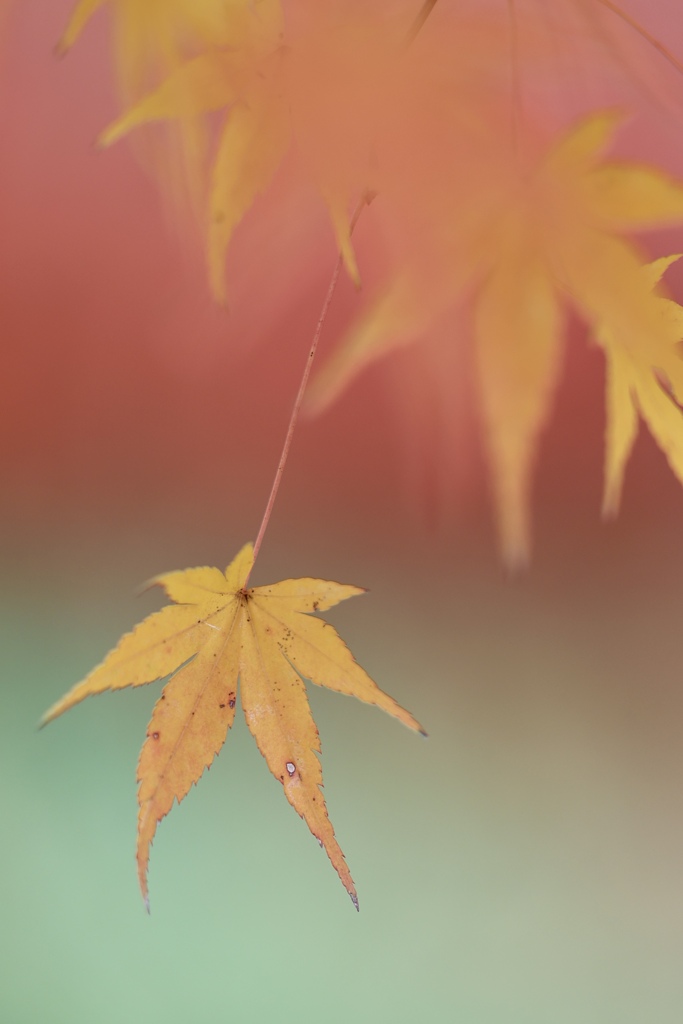 紅葉