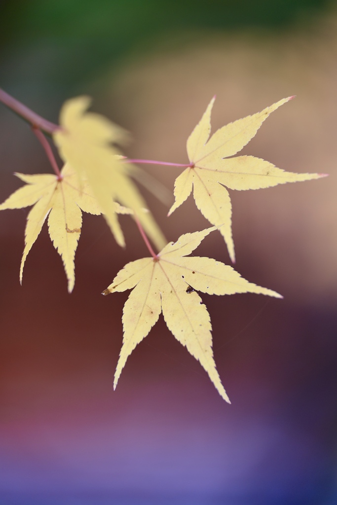 紅葉