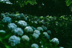 紫陽花寺6