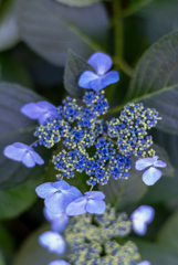 紫陽花寺3