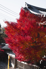 Autumn has come