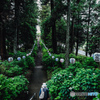 紫陽花神社5