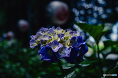 紫陽花神社2