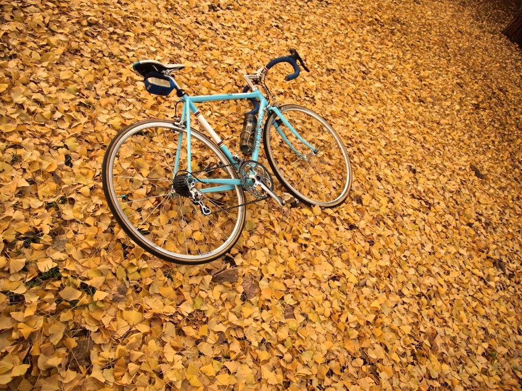 ゴールデンカーペットサイクリング