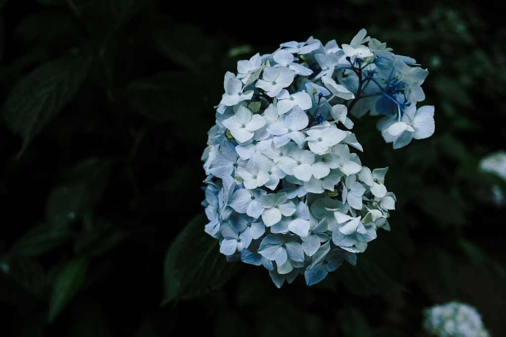 紫陽花小径9