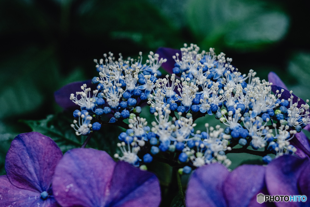 紫陽花小径15