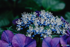紫陽花小径15