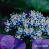 紫陽花小径15