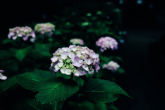 紫陽花小径7