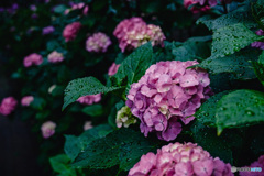 紫陽花小径12