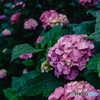 紫陽花小径12