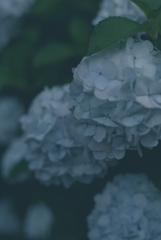 紫陽花寺5
