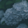 紫陽花寺5