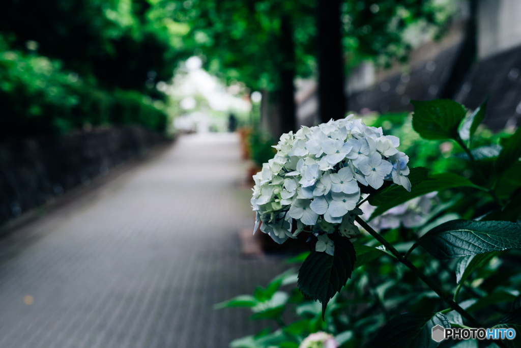 紫陽花小径4